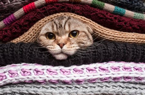 Do sweaters actually keep cats warm?