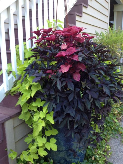 Do sweet potato vines come back year after year?