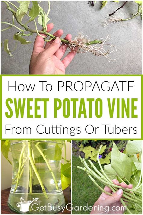 Do sweet potato vines multiply?