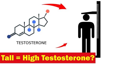 Do tall men have higher testosterone?