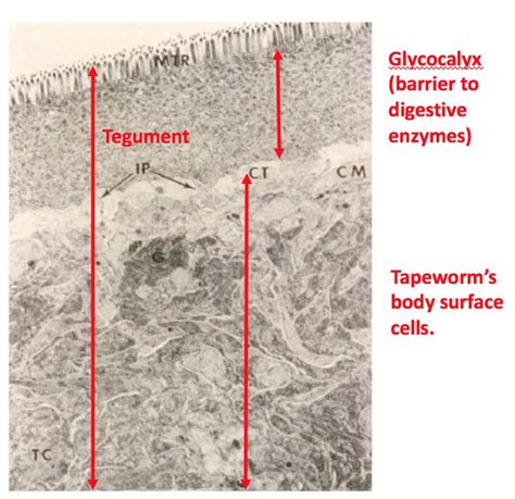 Do tapeworms dissolve in stomach acid?