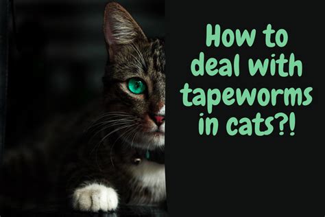 Do tapeworms make cats hungry?