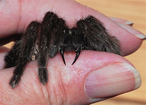 Do tarantula hairs hurt?