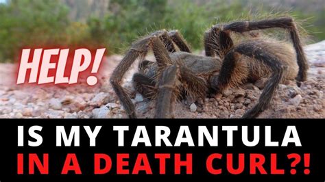 Do tarantulas always death curl?