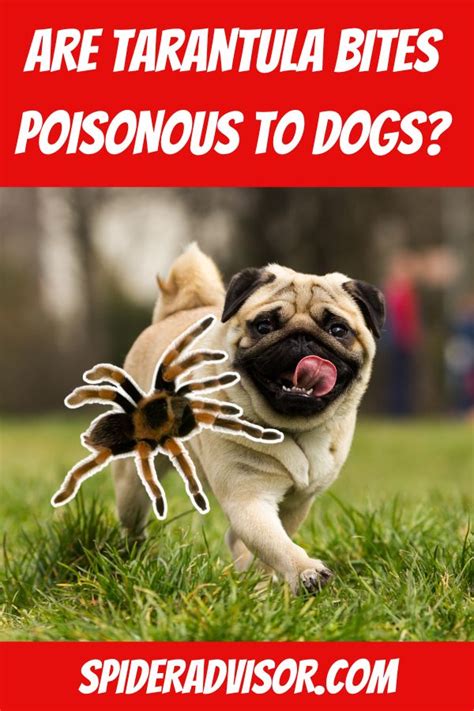 Do tarantulas bite dogs?
