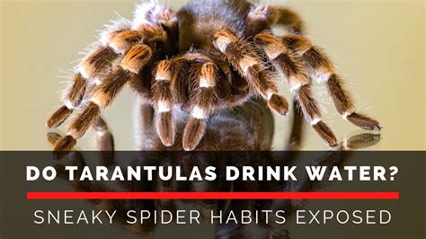 Do tarantulas drink blood?