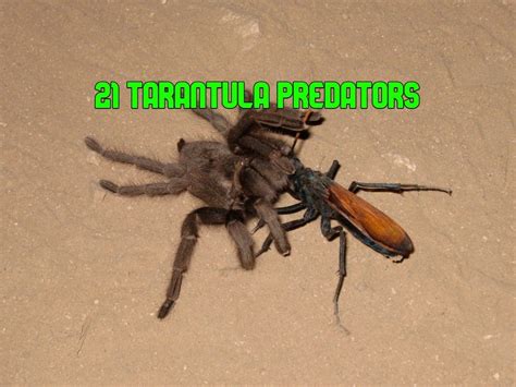 Do tarantulas eat a lot?