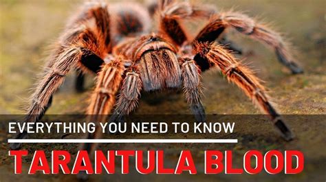 Do tarantulas eat blood?