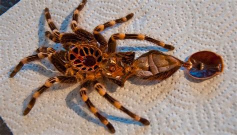 Do tarantulas eat while molting?