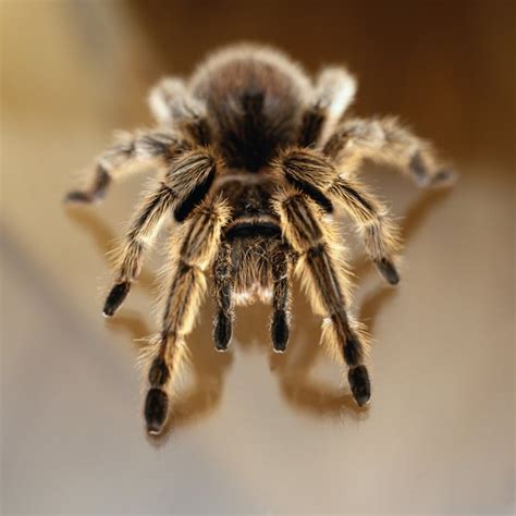 Do tarantulas get attached to their owners?