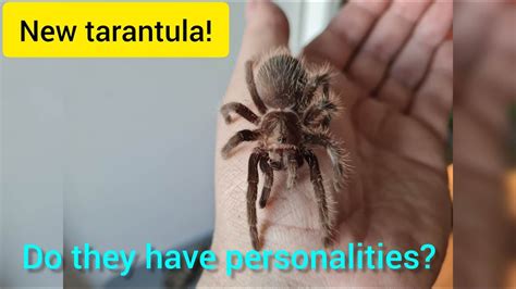 Do tarantulas have personalities?