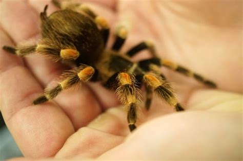 Do tarantulas like being pet?