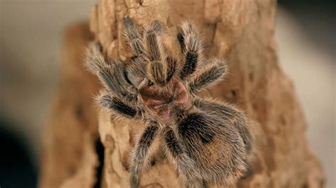 Do tarantulas make good pets?