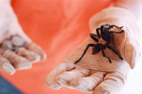 Do tarantulas recognize their owners?