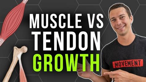 Do tendons grow back stronger?