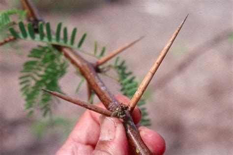 Do thorns have venom?