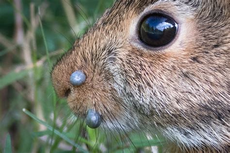 Do ticks bother rabbits?