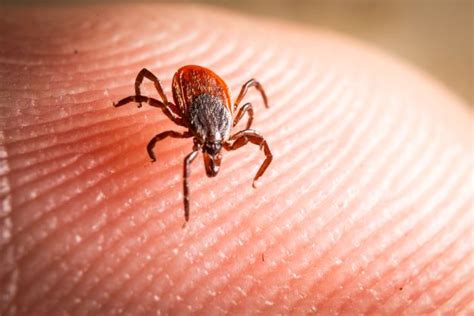 Do ticks go to sleep at night?