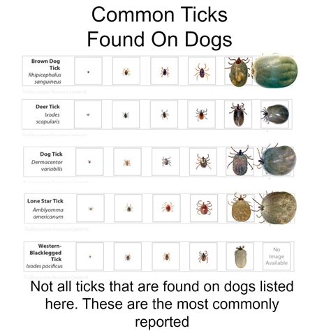 Do ticks stay attached when dead?