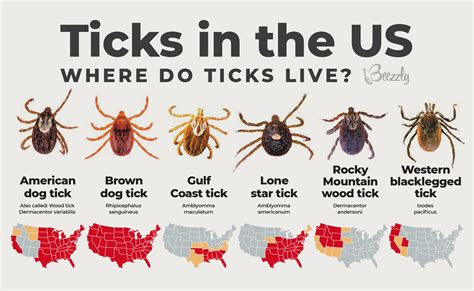 Do ticks stay on after shower?