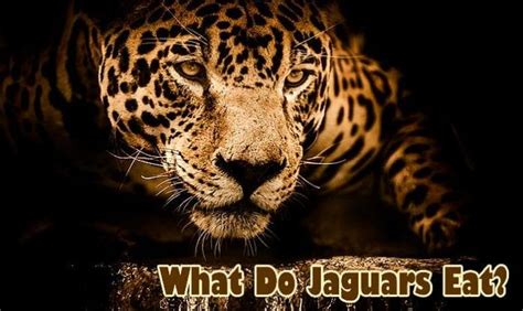 Do tigers eat jaguars?