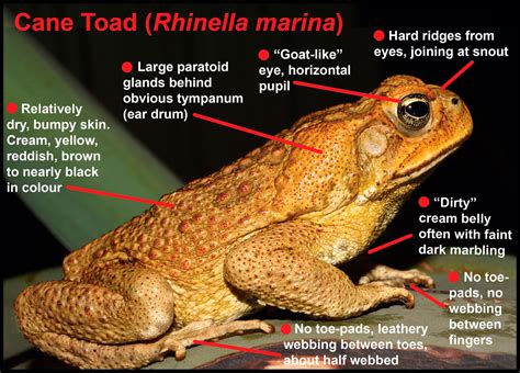 Do toads live in Australia?