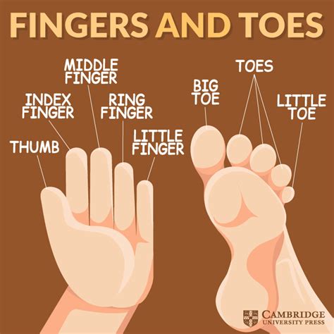 Do toes have names like fingers?