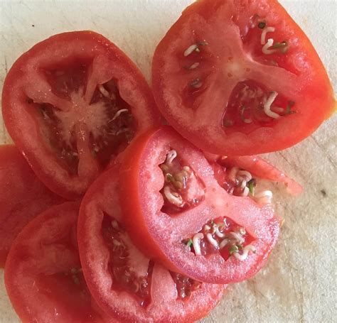 Do tomatoes have mercury?