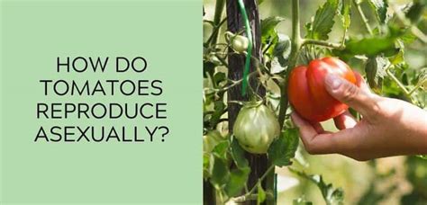 Do tomatoes reproduce asexually?