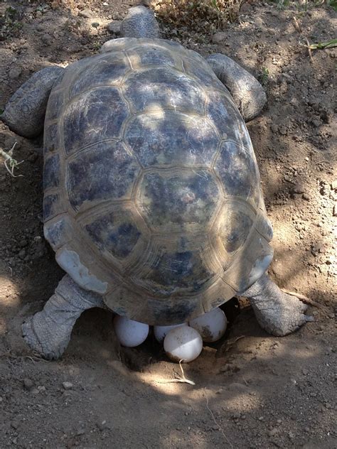 Do tortoises lay eggs?