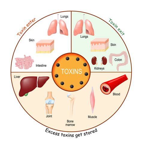 Do toxins build up in the body?
