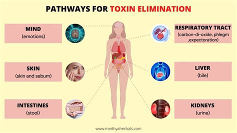 Do toxins leave the body through the skin?