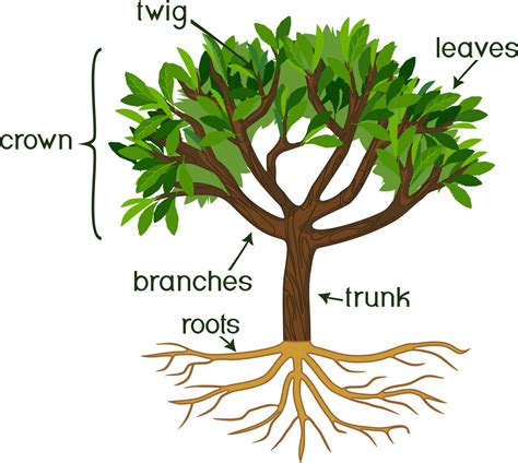 Do trees have meanings?