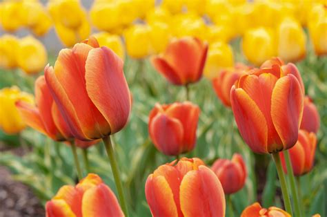 Do tulips always have 6 petals?