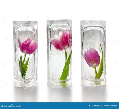 Do tulips like ice cubes?