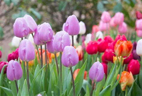 Do tulips need preservative?