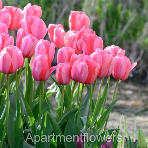 Do tulips only bloom once a year?