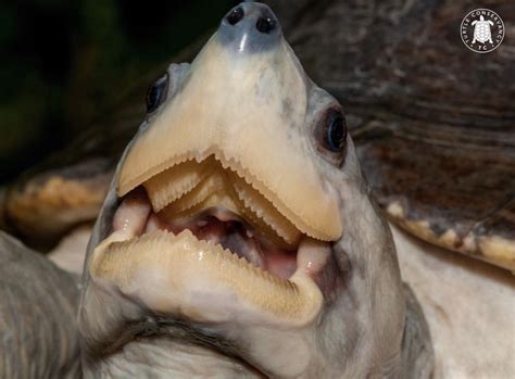 Do turtles have teeth?