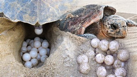 Do turtles lay eggs?