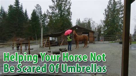 Do umbrellas scare horses?