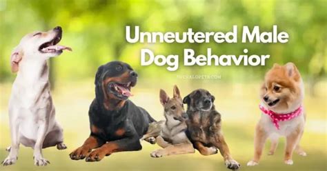 Do unneutered male dogs become aggressive?
