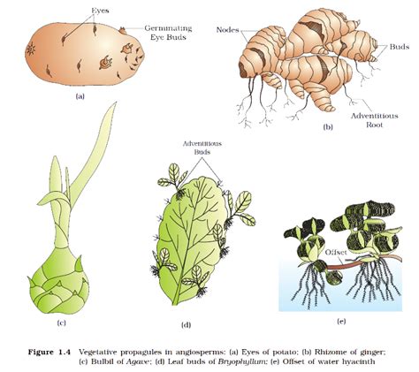 Do vegetables reproduce asexually?