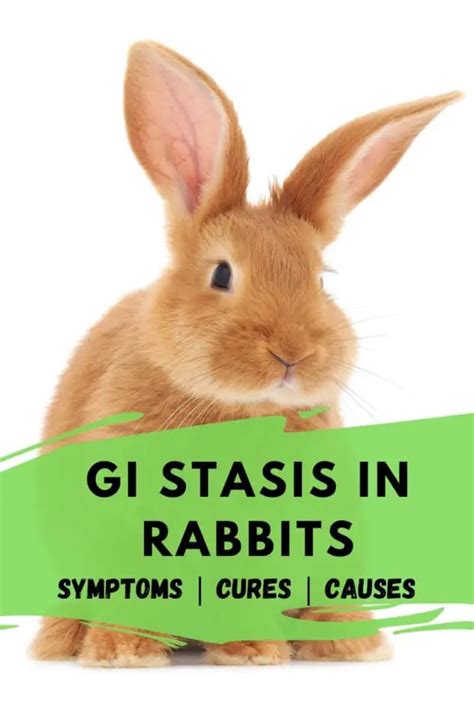 Do veggies cause GI stasis in rabbits?
