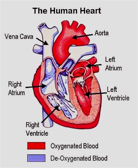 Do veins carry deoxygenated blood?