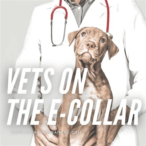 Do vets recommend e collars?