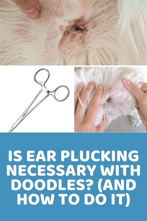 Do vets recommend ear plucking?