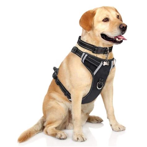 Do vets recommend harnesses?