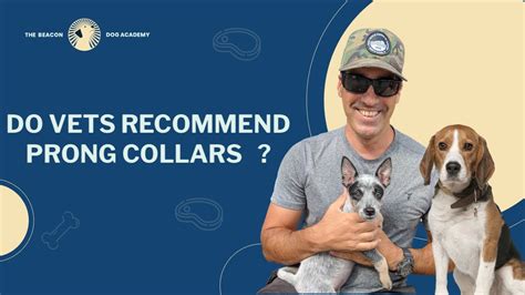 Do vets recommend prong collars?