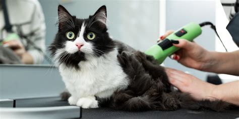 Do vets shave cats?