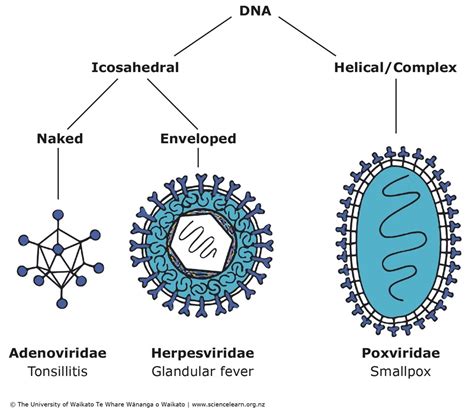 Do viruses have DNA?